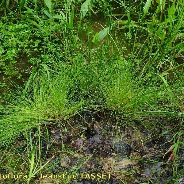 Isolepis setacea Habit