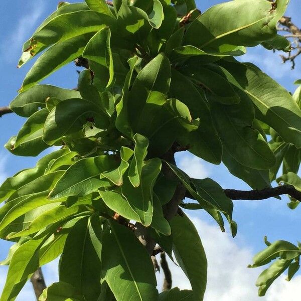 Ochna pulchra Leaf