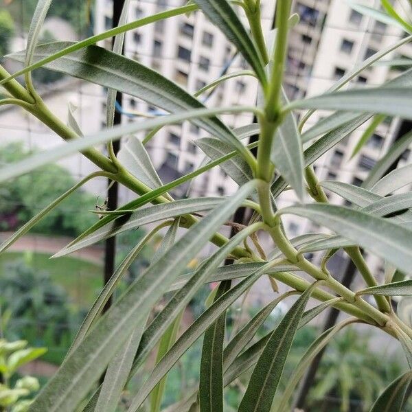 Nerium oleander Leaf