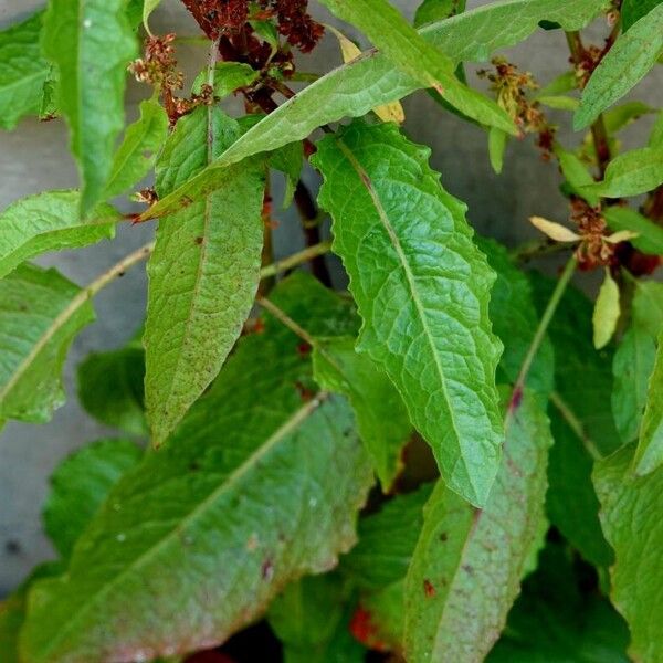 Rumex conglomeratus برگ