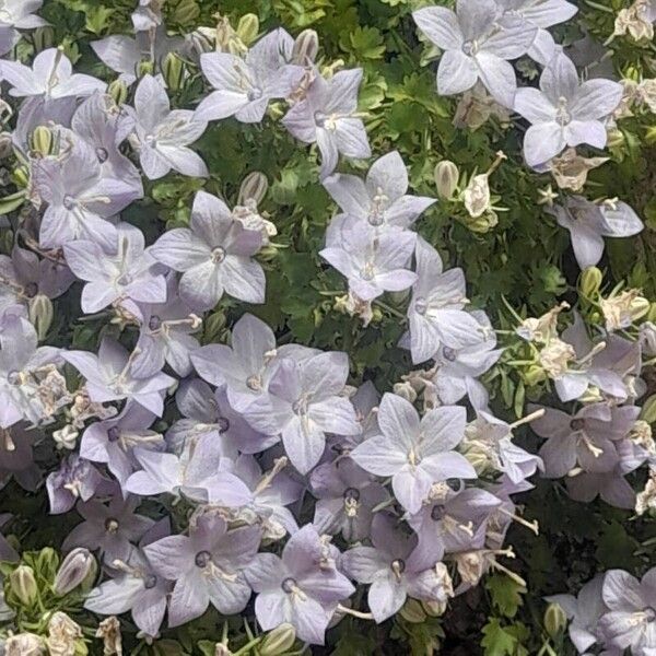 Campanula fragilis Цветок