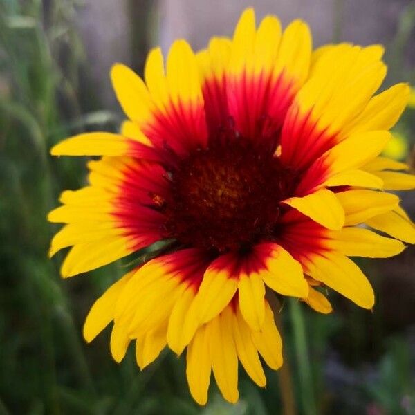 Gaillardia aristata 花