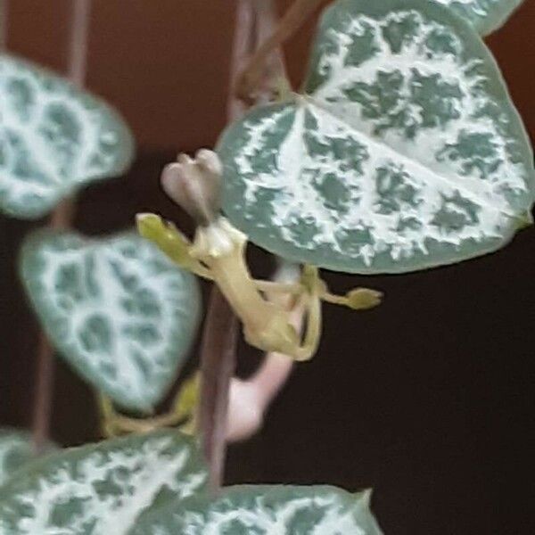 Ceropegia woodii Fruto