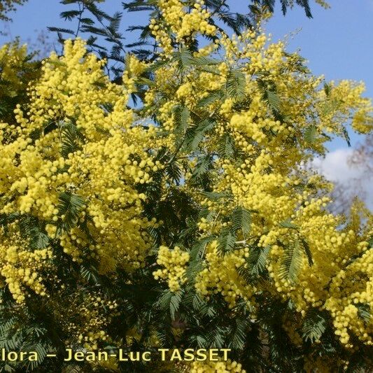 Acacia decurrens Plante entière