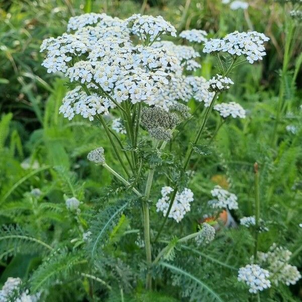 Achillea nobilis Цвят