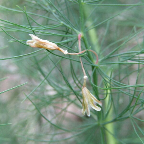 Asparagus tenuifolius Kvet