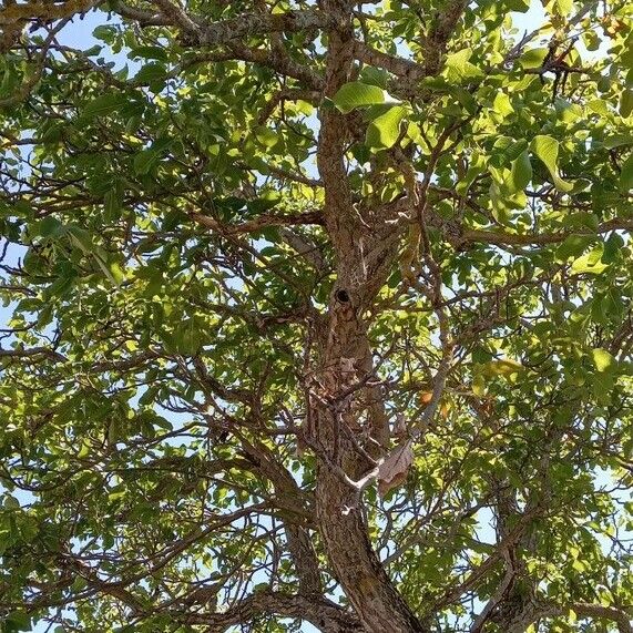 Juglans regia Habit