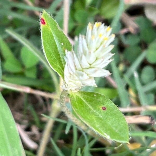 Gomphrena celosioides പുഷ്പം