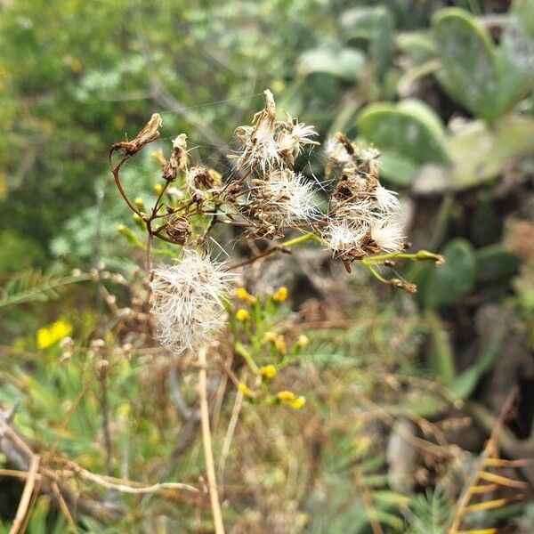 Sonchus leptocephalus Vaisius