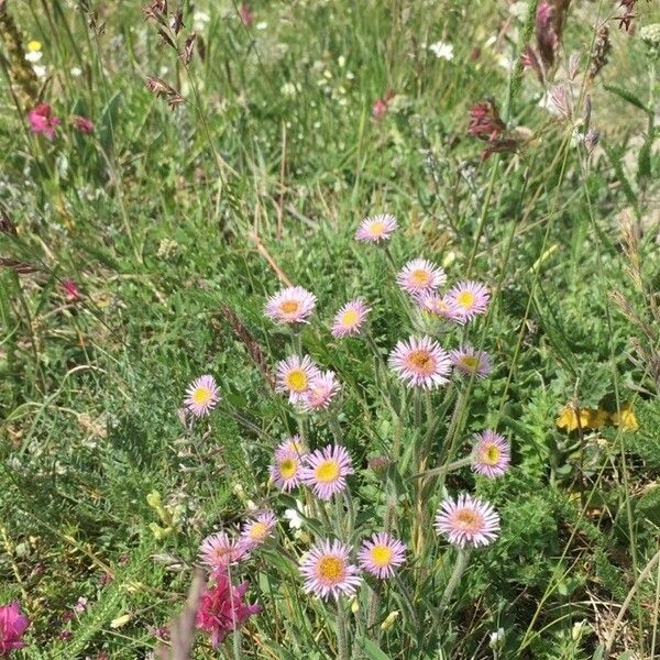 Erigeron alpinus Flower