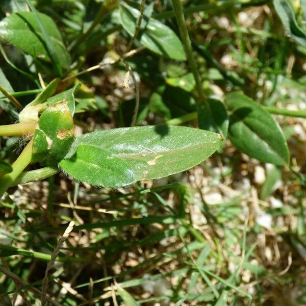 Gomphrena celosioides Лист