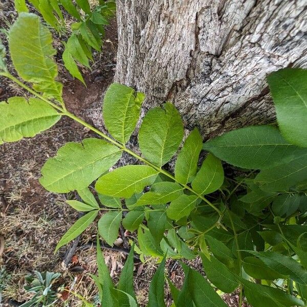 Carya illinoinensis 叶