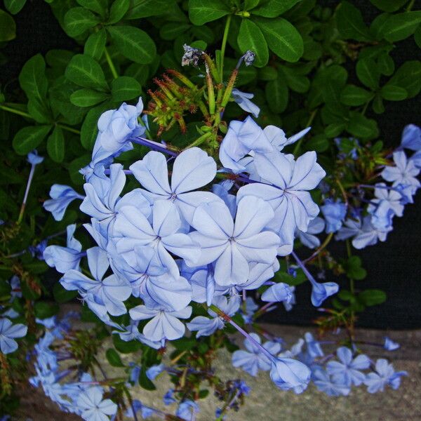 Plumbago auriculata অভ্যাস