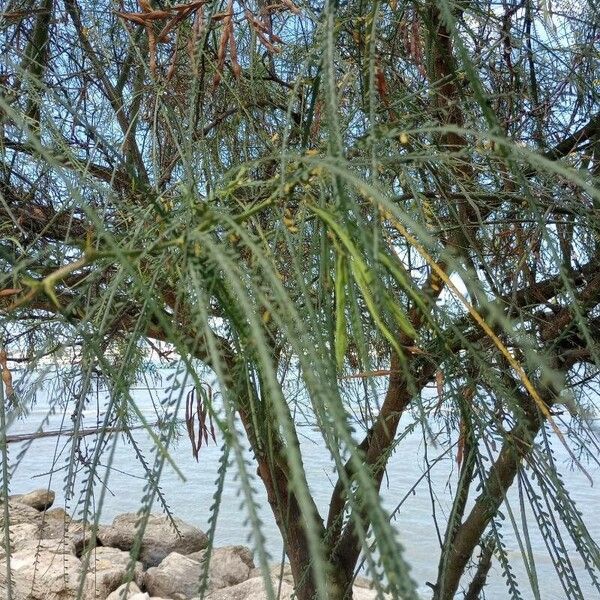 Parkinsonia aculeata 葉