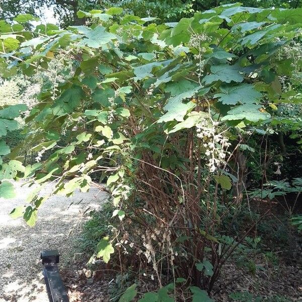 Rubus setchuenensis