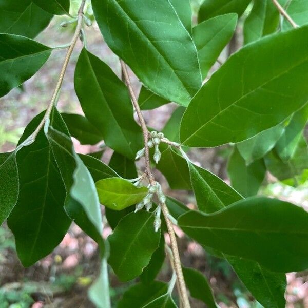 Elaeagnus umbellata Plod