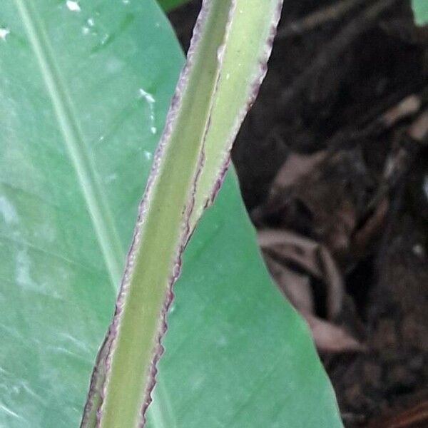 Dioscorea alata বাকল