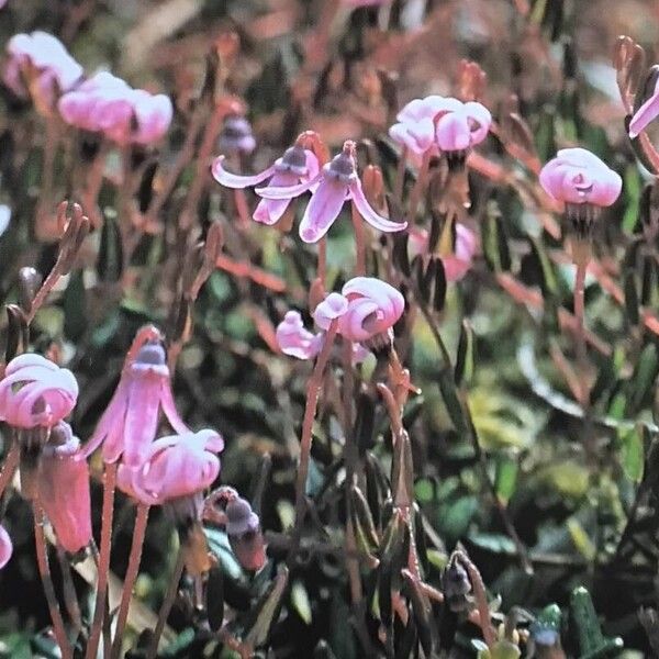 Vaccinium oxycoccos Kwiat