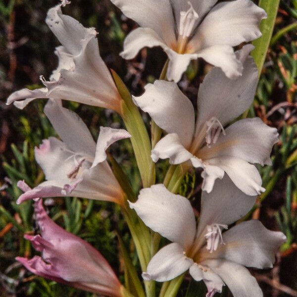 Watsonia borbonica Lorea