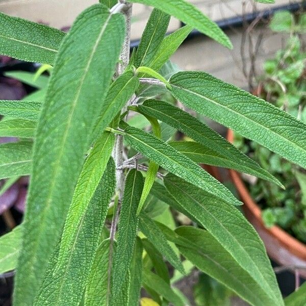 Salvia leucantha Leaf