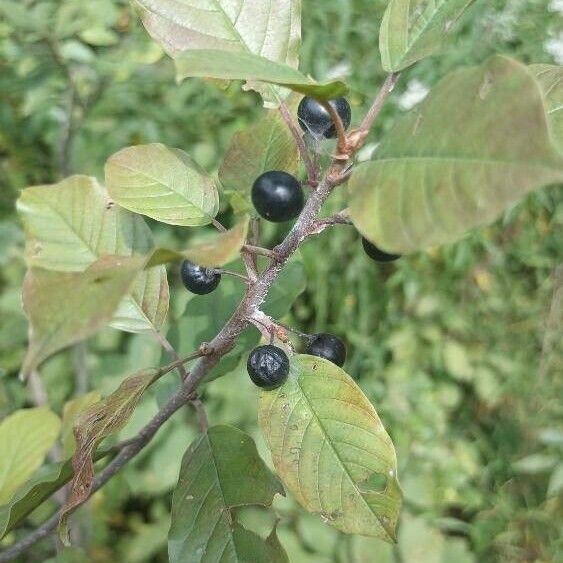 Frangula alnus Ffrwyth