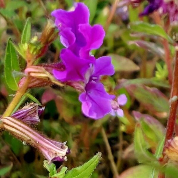 Cuphea procumbens Fleur