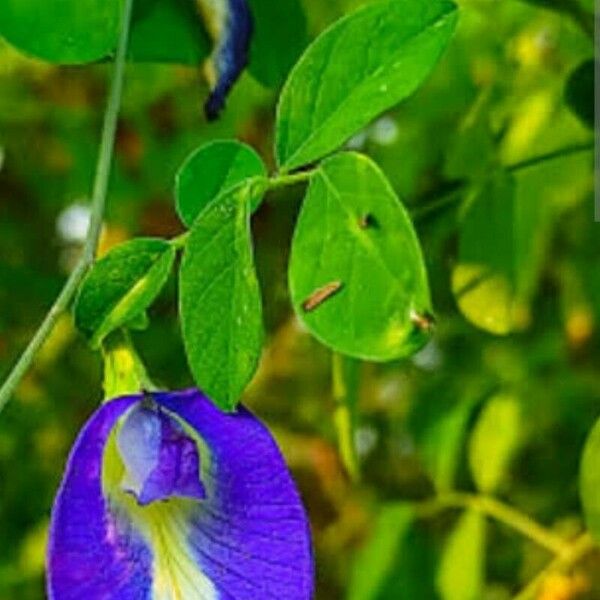 Clitoria ternatea Bloem