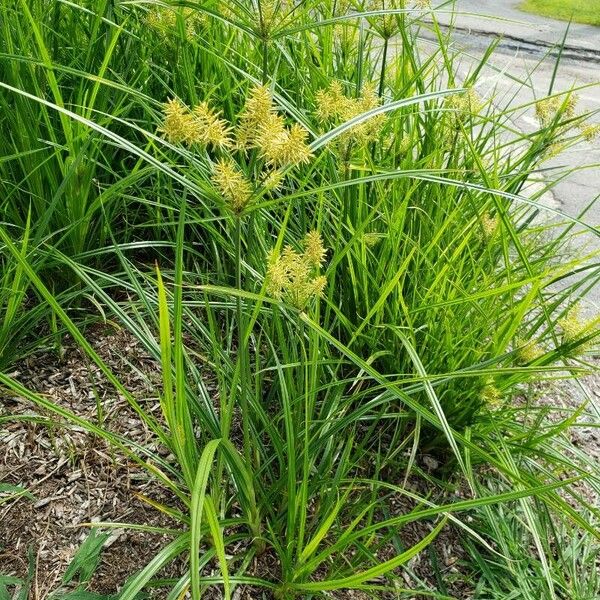 Cyperus esculentus आदत