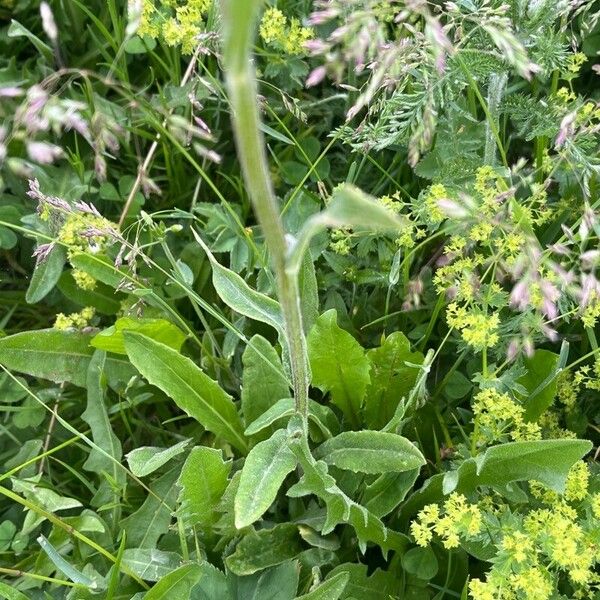 Tephroseris longifolia Fuelha