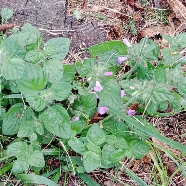 Clinopodium vulgare ᱛᱟᱦᱮᱸ