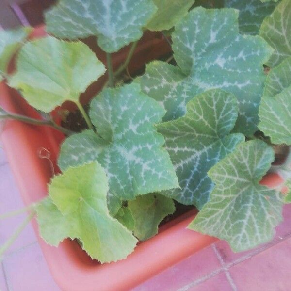 Cucurbita moschata 葉