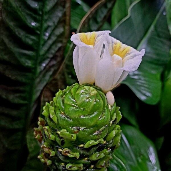 Costus afer Fruto