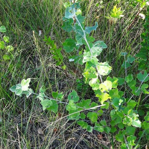 Populus alba Hábitos