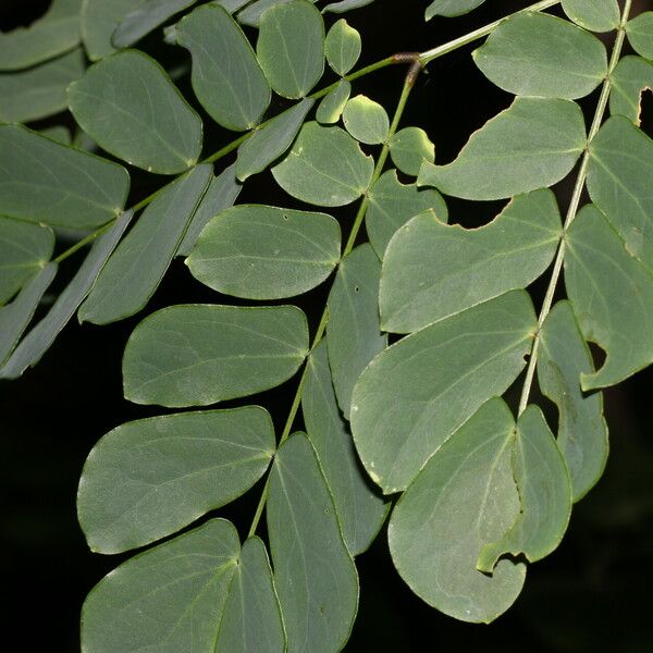 Zapoteca formosa Blad