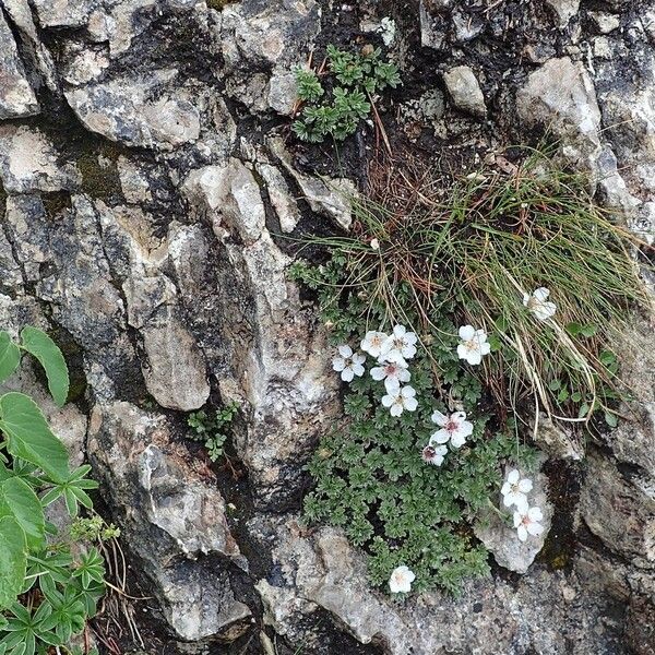 Potentilla nitida Habitat