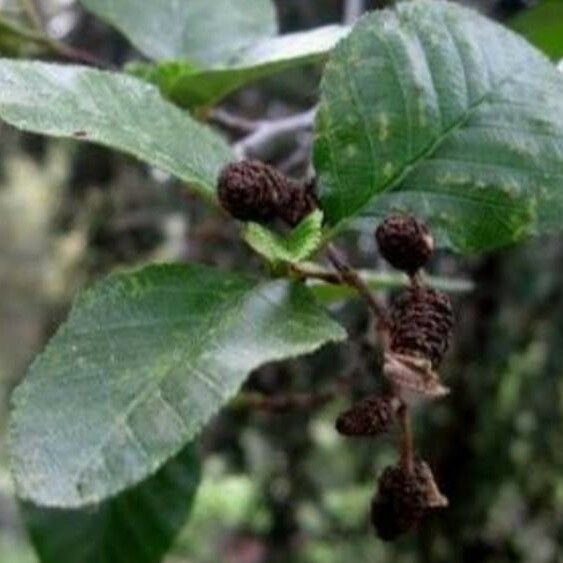 Alnus rhombifolia برگ