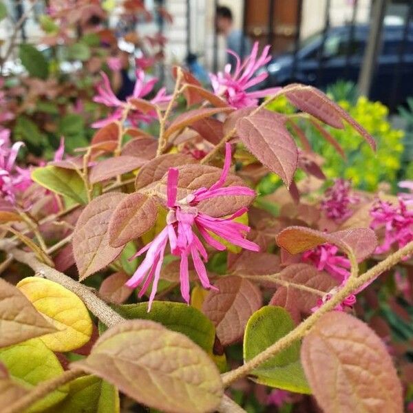 Loropetalum chinense Flower