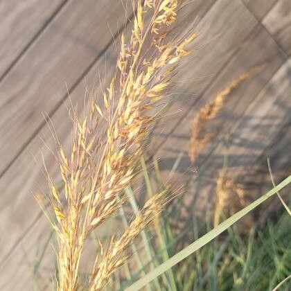 Sorghastrum nutans Flower