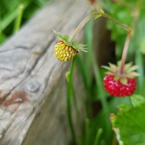 Fragaria vesca Fruit