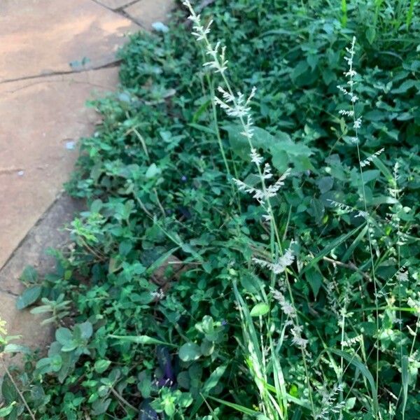 Eragrostis racemosa Flower