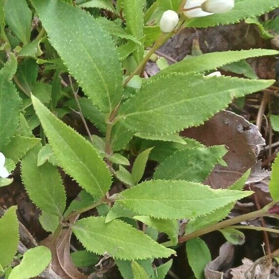 Deutzia crenata Leaf