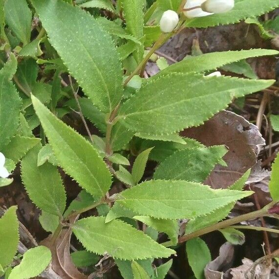 Deutzia crenata ഇല