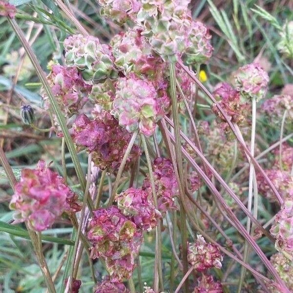 Sanguisorba minor Blomst