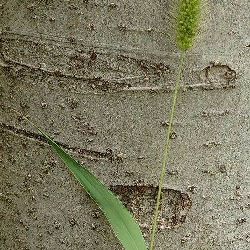 Setaria verticillata Flor