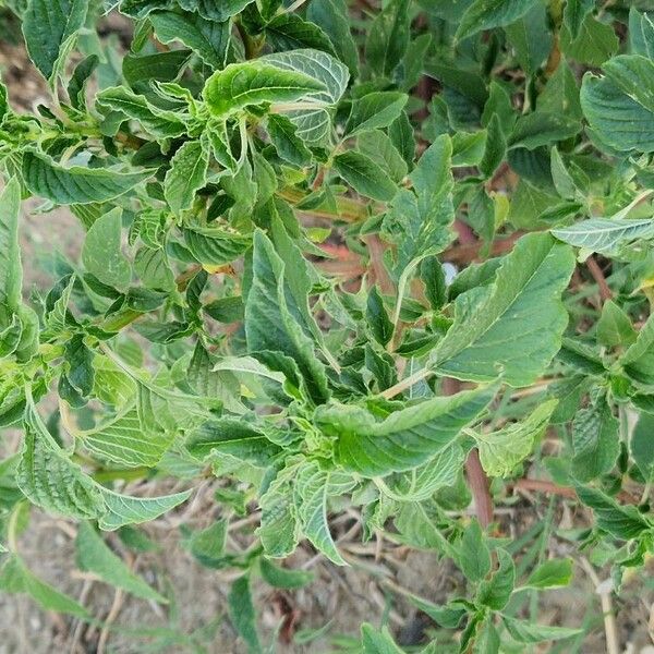 Amaranthus spinosus পাতা