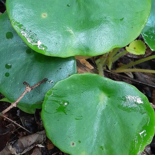 Hydrocotyle verticillata Leaf