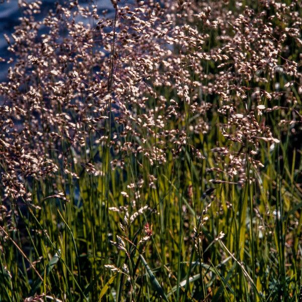 Anthoxanthum nitens Flower