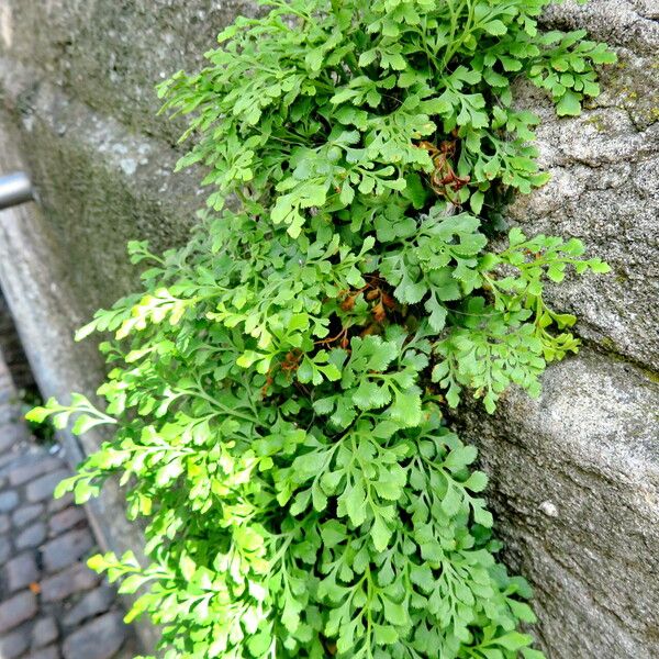 Asplenium ruta-muraria Листок