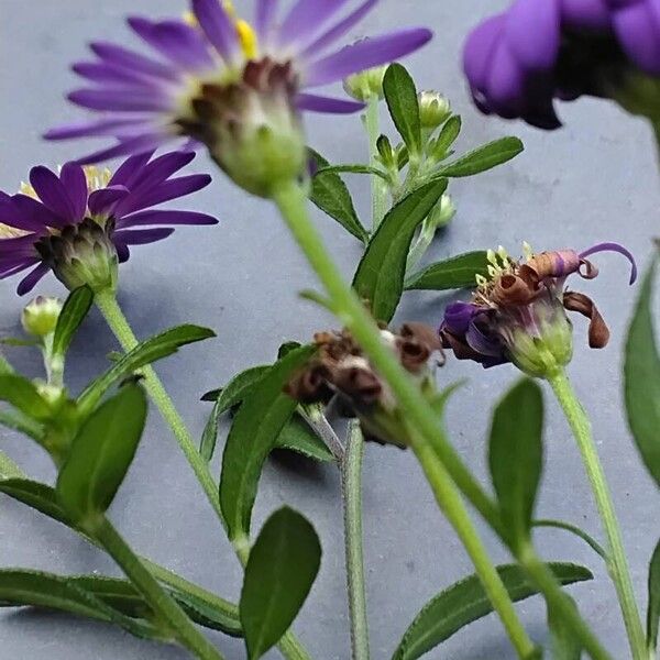 Aster alpinus Schors