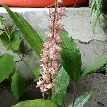 Gymnadenia odoratissima Flower